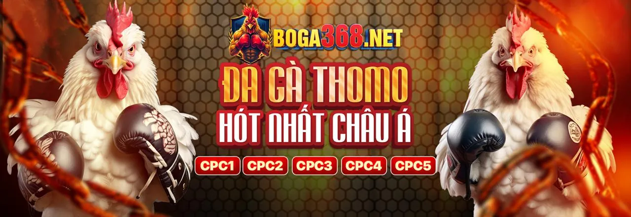 Đá gà trực tuyến BM66, sân đấu sôi động